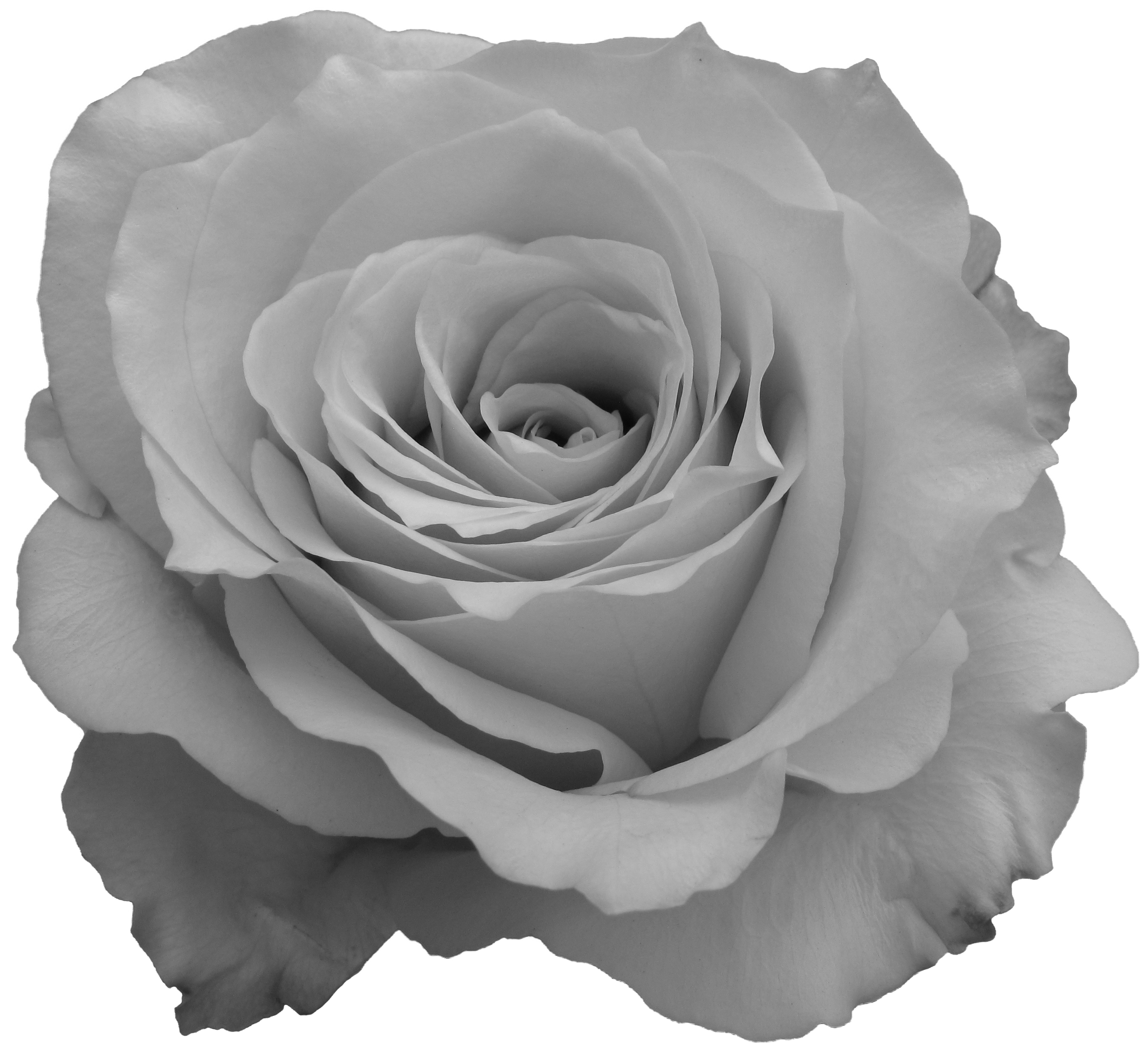 grey-rose-1